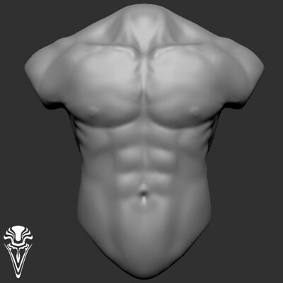 Anatomy Study - Torso