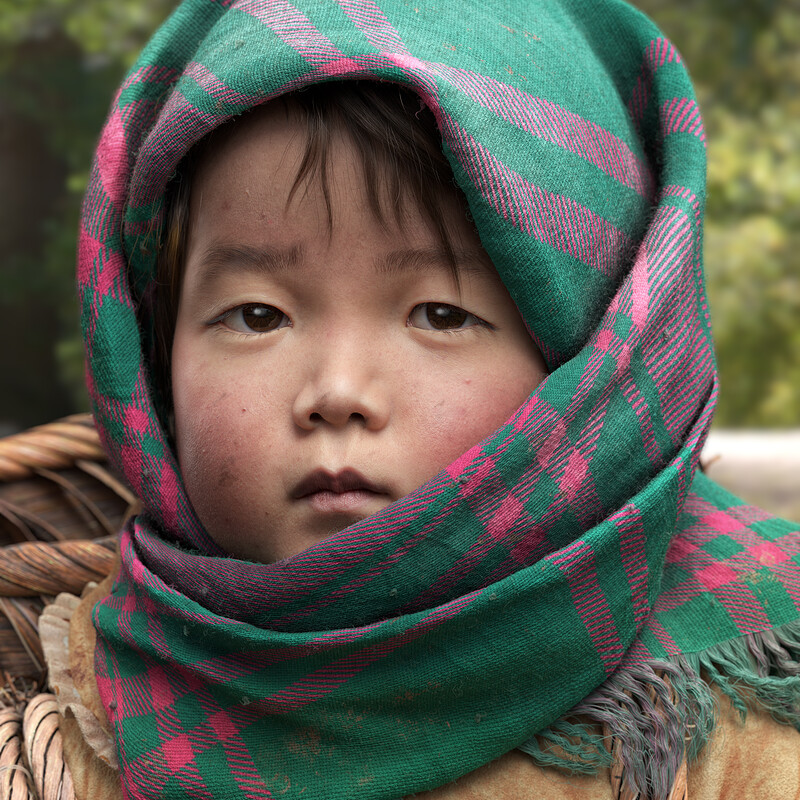 Little Hmong Harvester