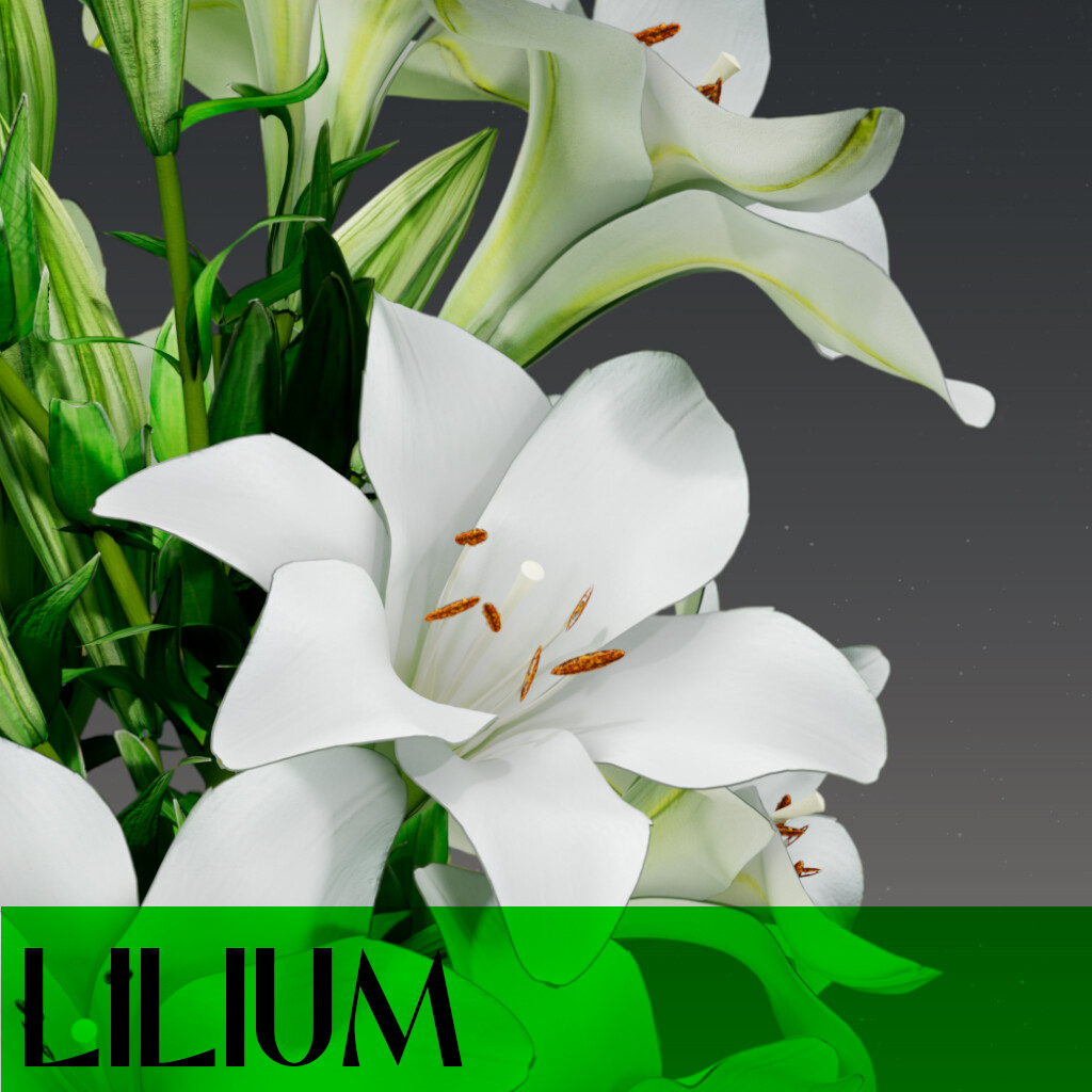 ArtStation - Lilium Longiflorium Flower
