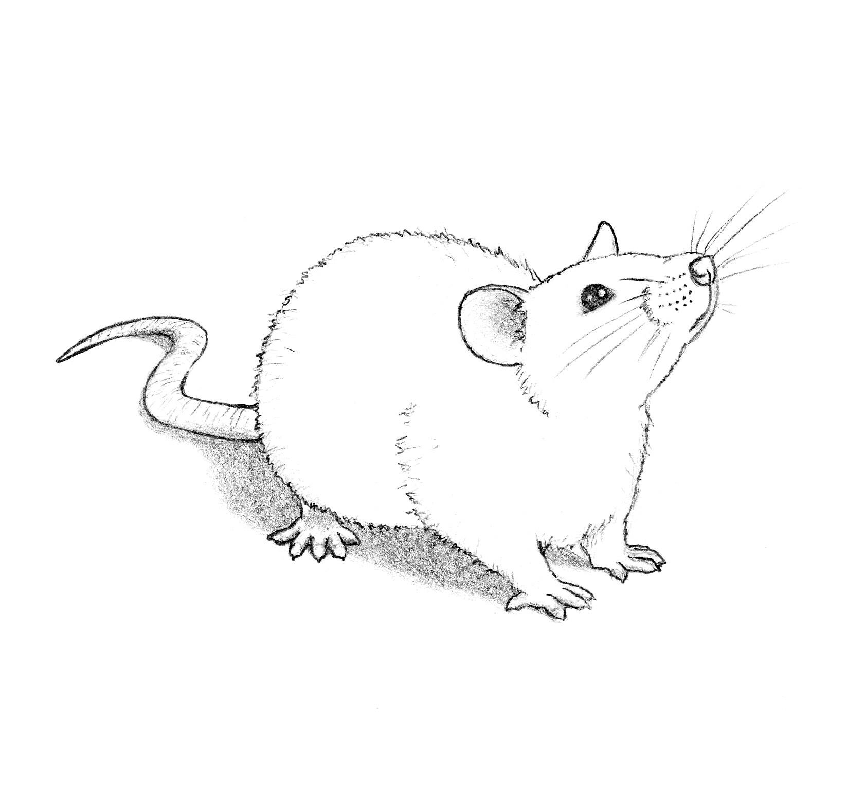 ArtStation - Rat Sketch