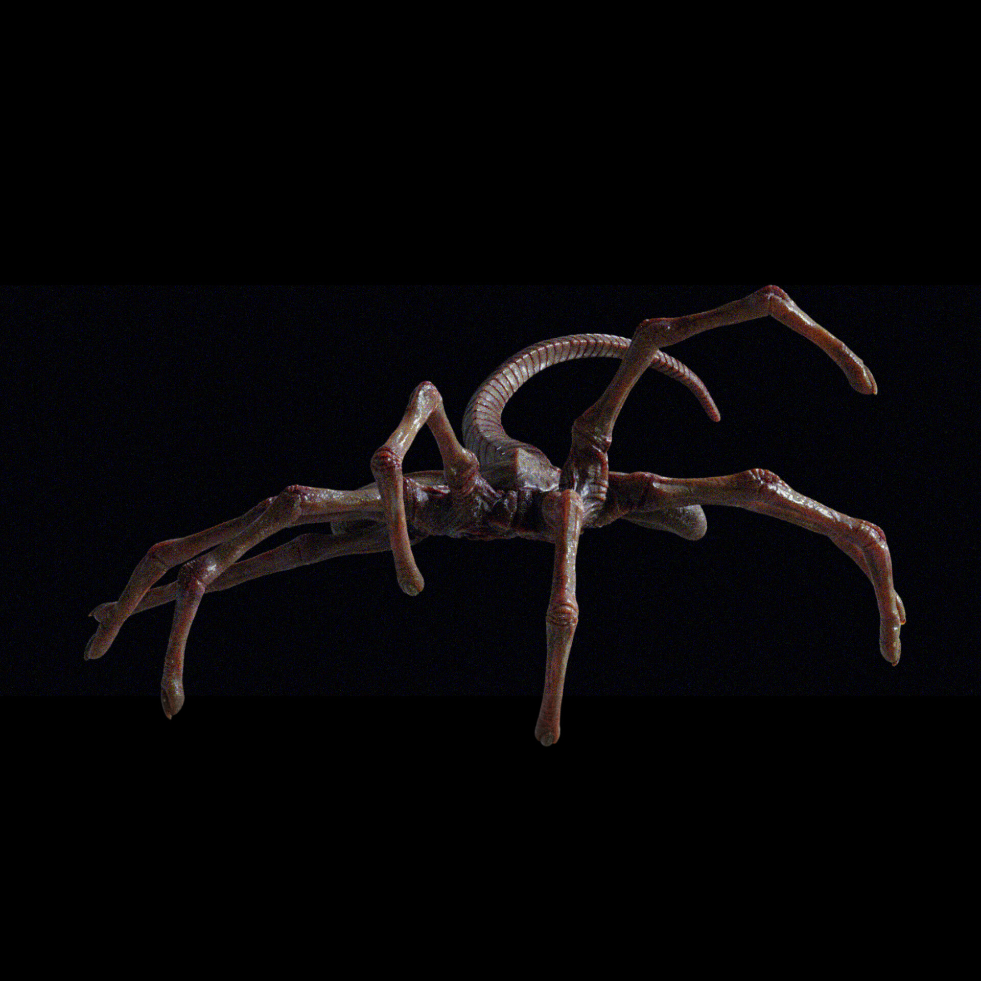 ArtStation The Facehugger