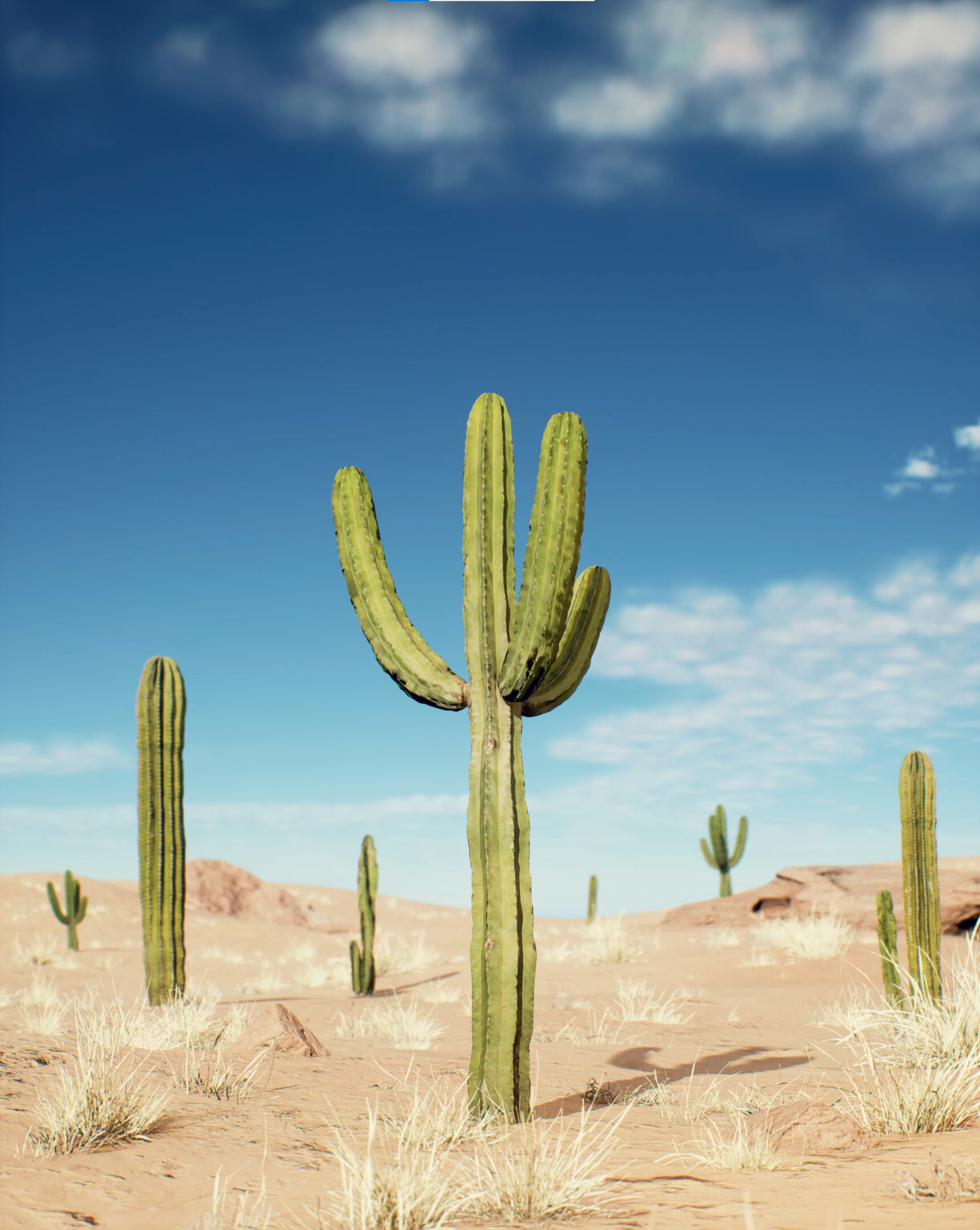 ArtStation - Cactus