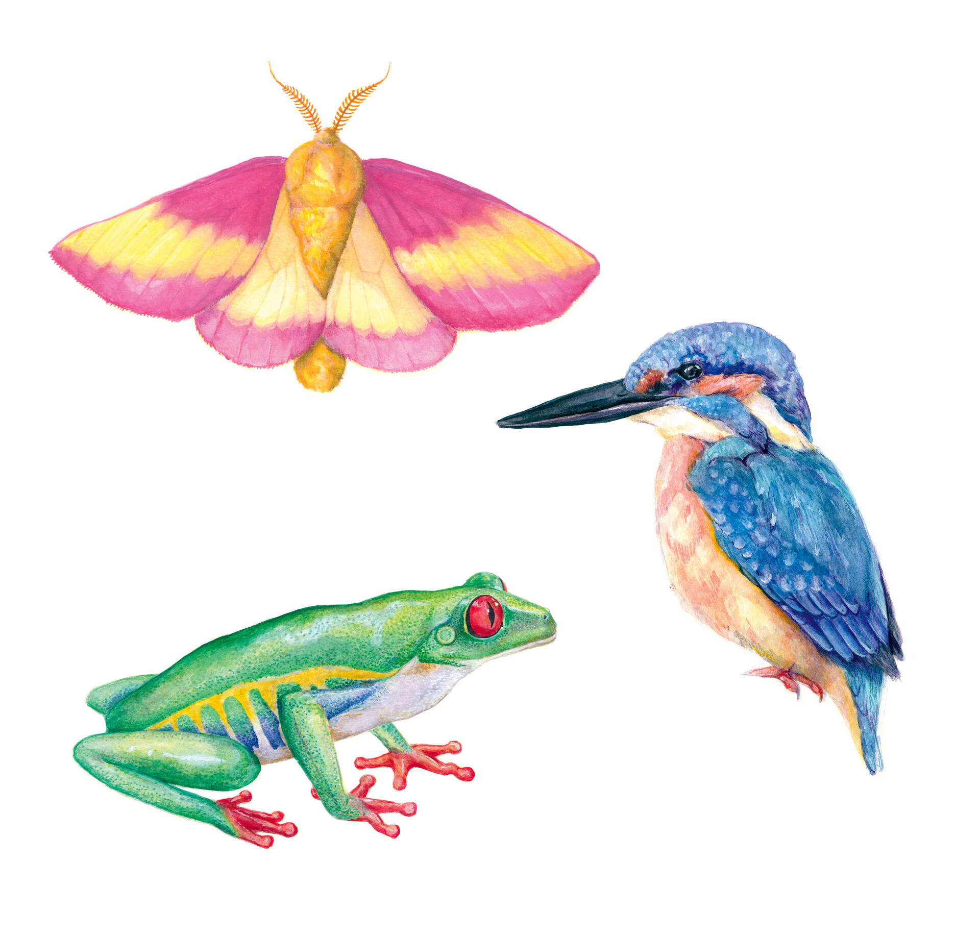 ArtStation Scientific illustrations/ Animal and insect studies