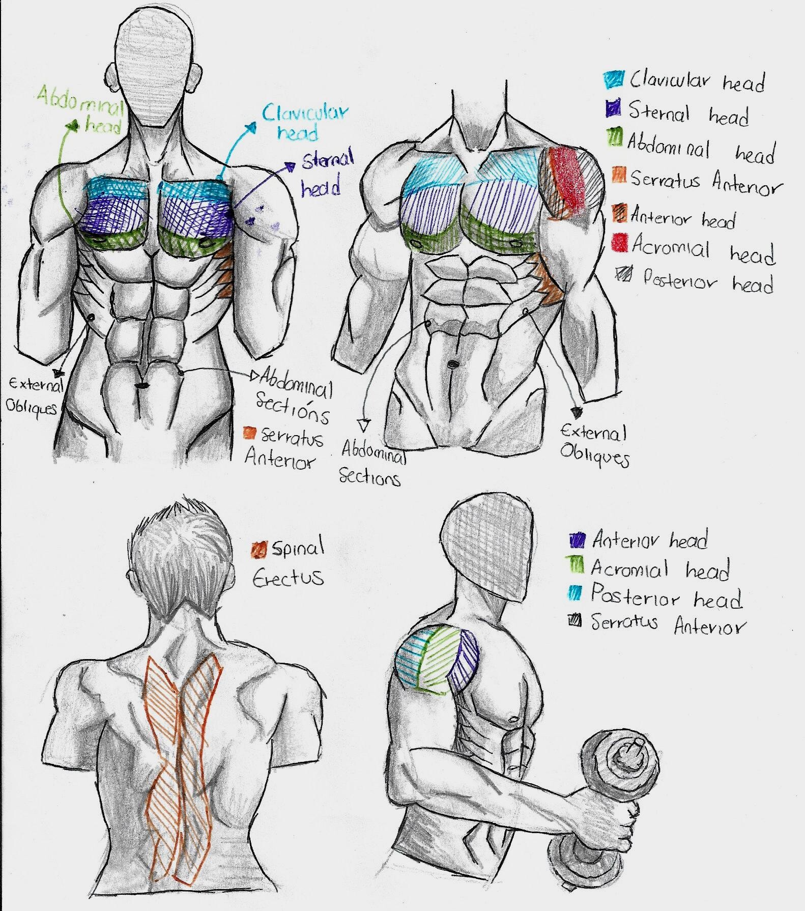 ArtStation - 02 Estudio de referencias musculares: torso