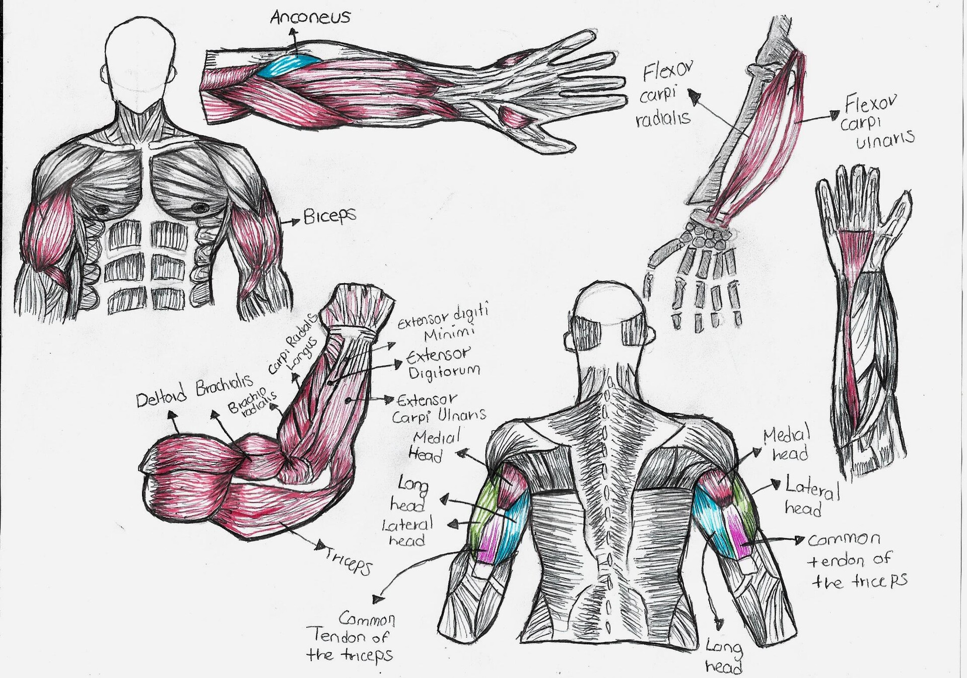 Artstation - 03 Estudio De Referencias Musculares: Brazo