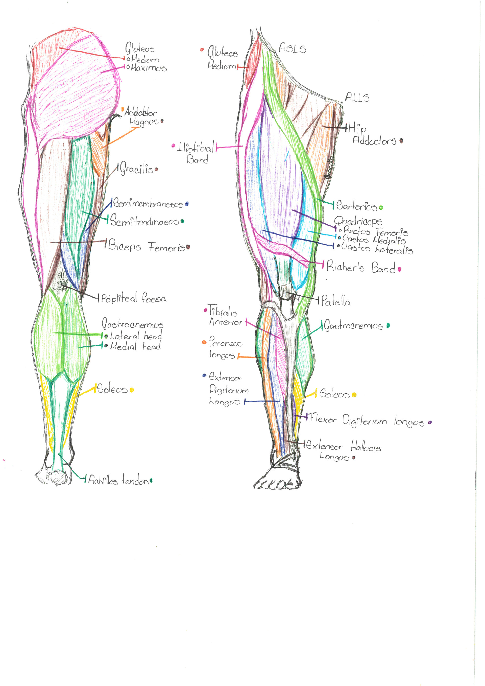 ArtStation - 04 Estudio de Referencias Musculares: Pierna