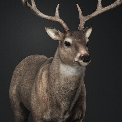 ArtStation - Whitetail