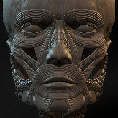 Yacine brinis yacine brinis male facial ecorche human anatomy sculpted by yacine brinis 022