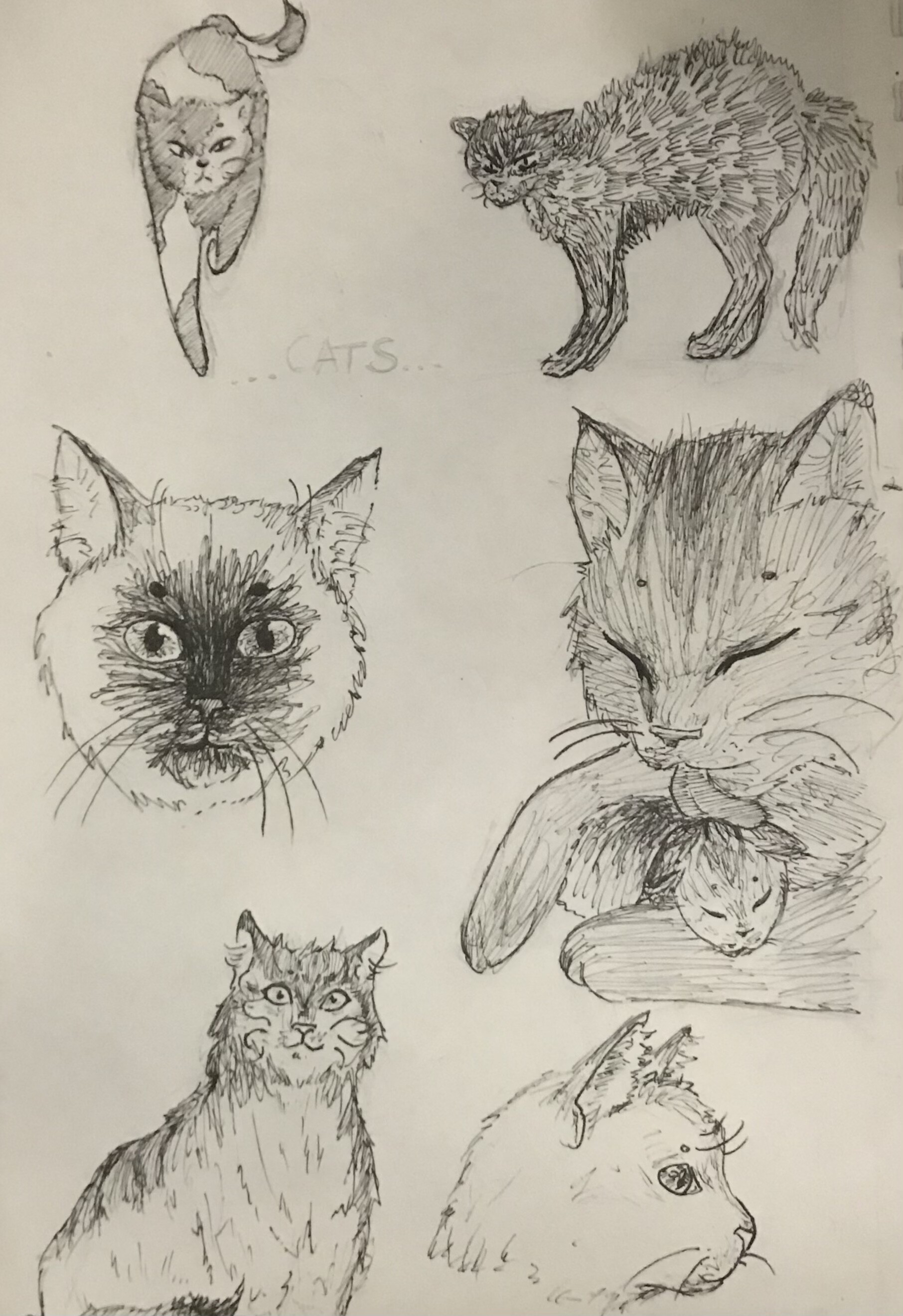 ArtStation - Random Animal sketches