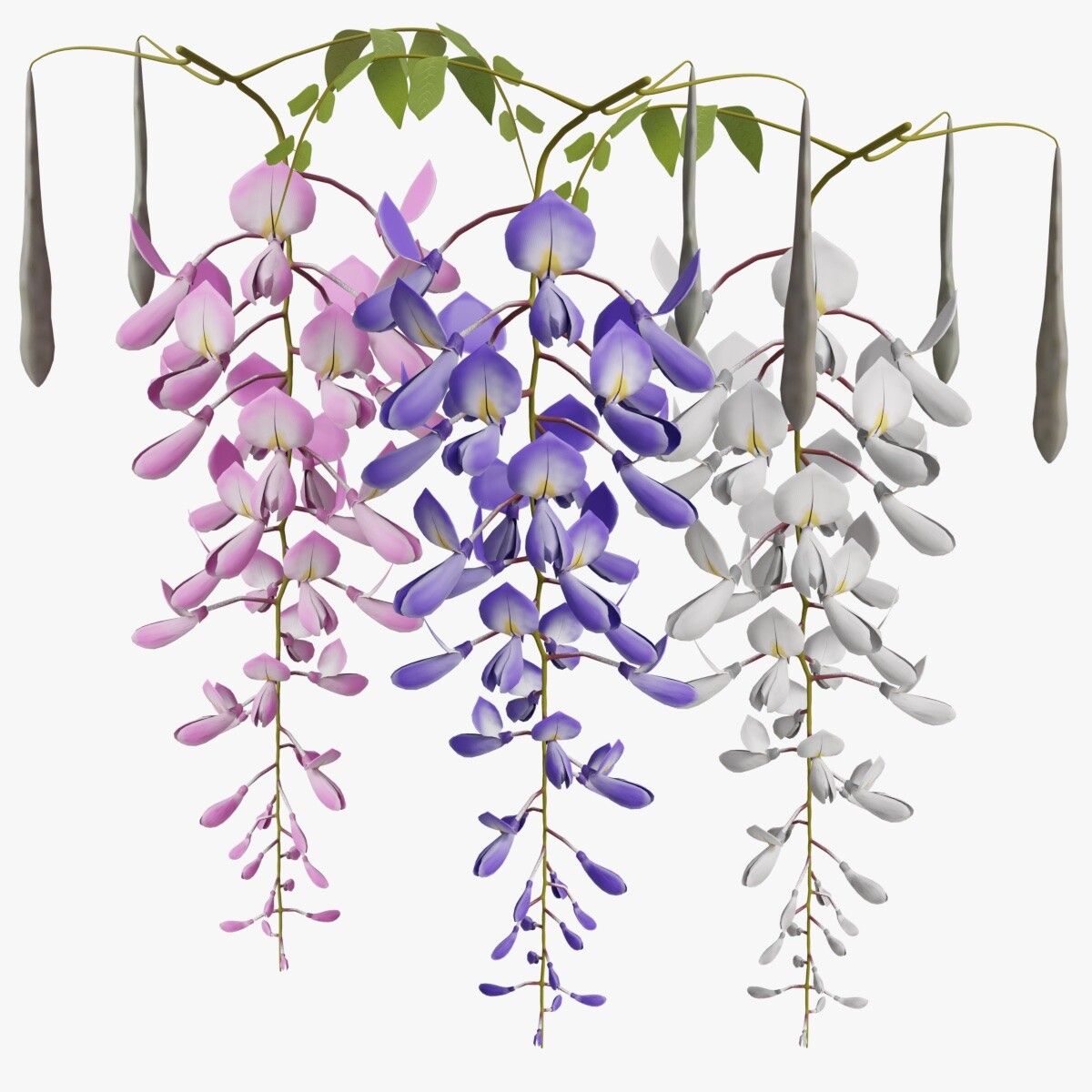 A raceme of <b>wisteria</b> flowers with leaves and hanging pods. 