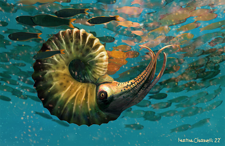 ArtStation - Ammonites