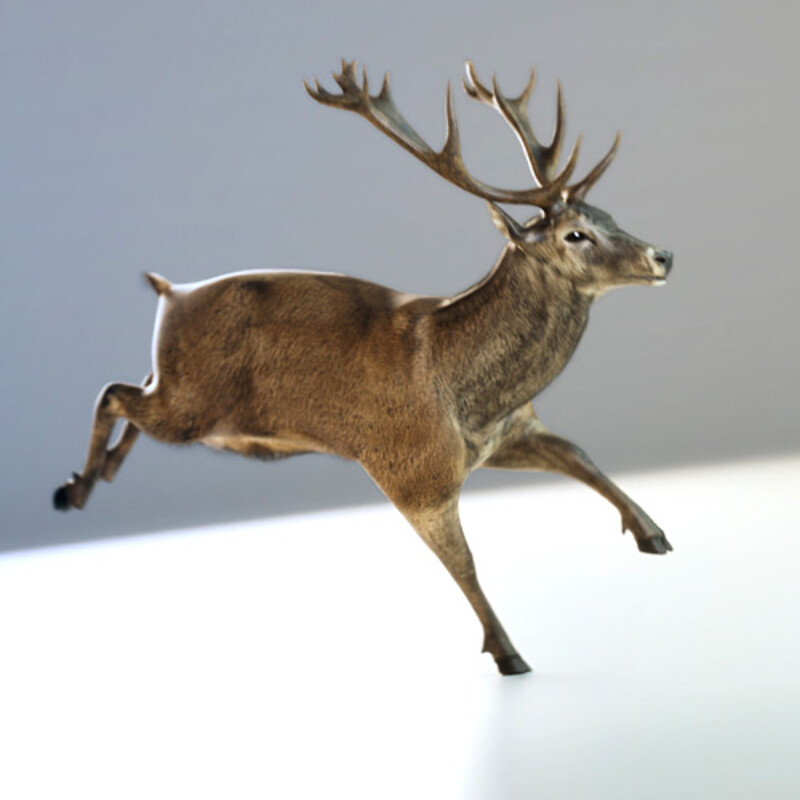 Stag - Creature Animation     