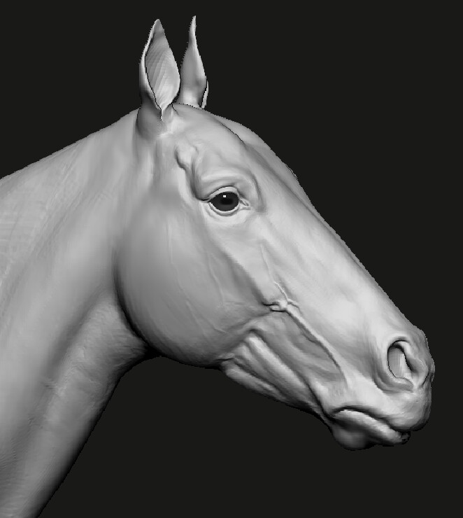 ArtStation Horse head anatomy study