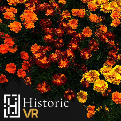 Tagetes patula - French Marigold
