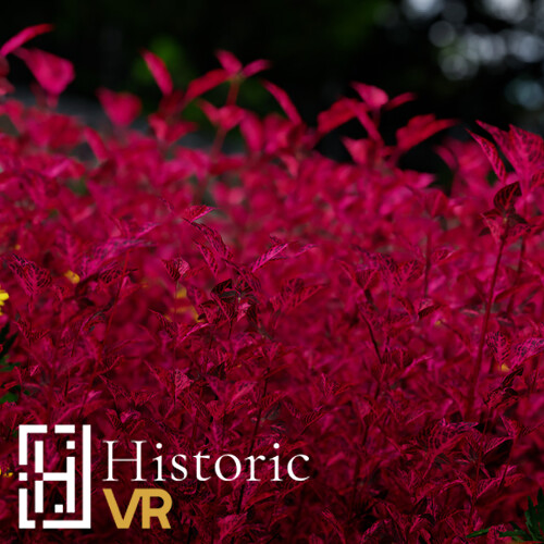Iresine herbstii - Herbst's Bloodleaf
