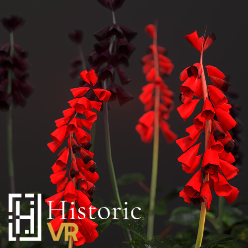 Salvia splendens  - Scarlet Sage