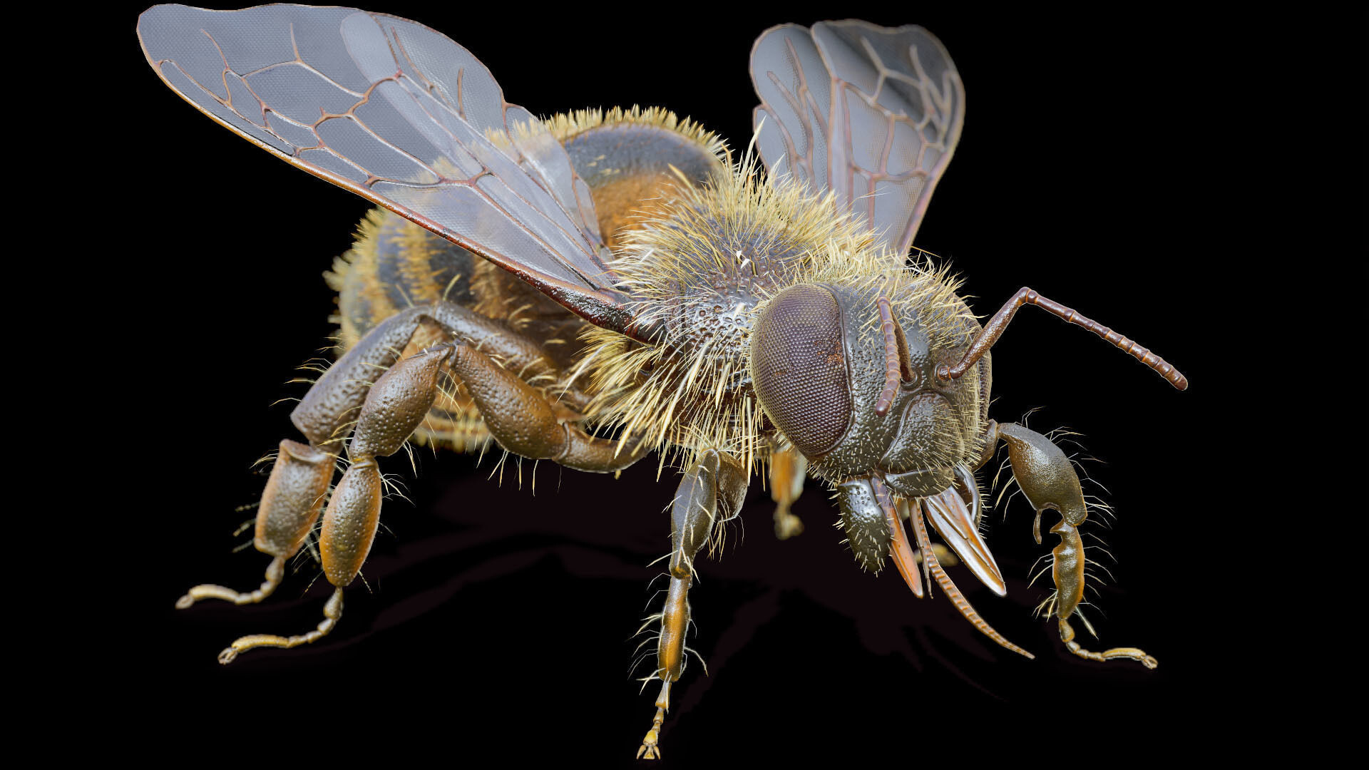 ArtStation - Bee 3d