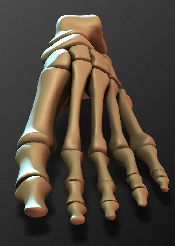 Artstation Human Skeleton Foot Bones