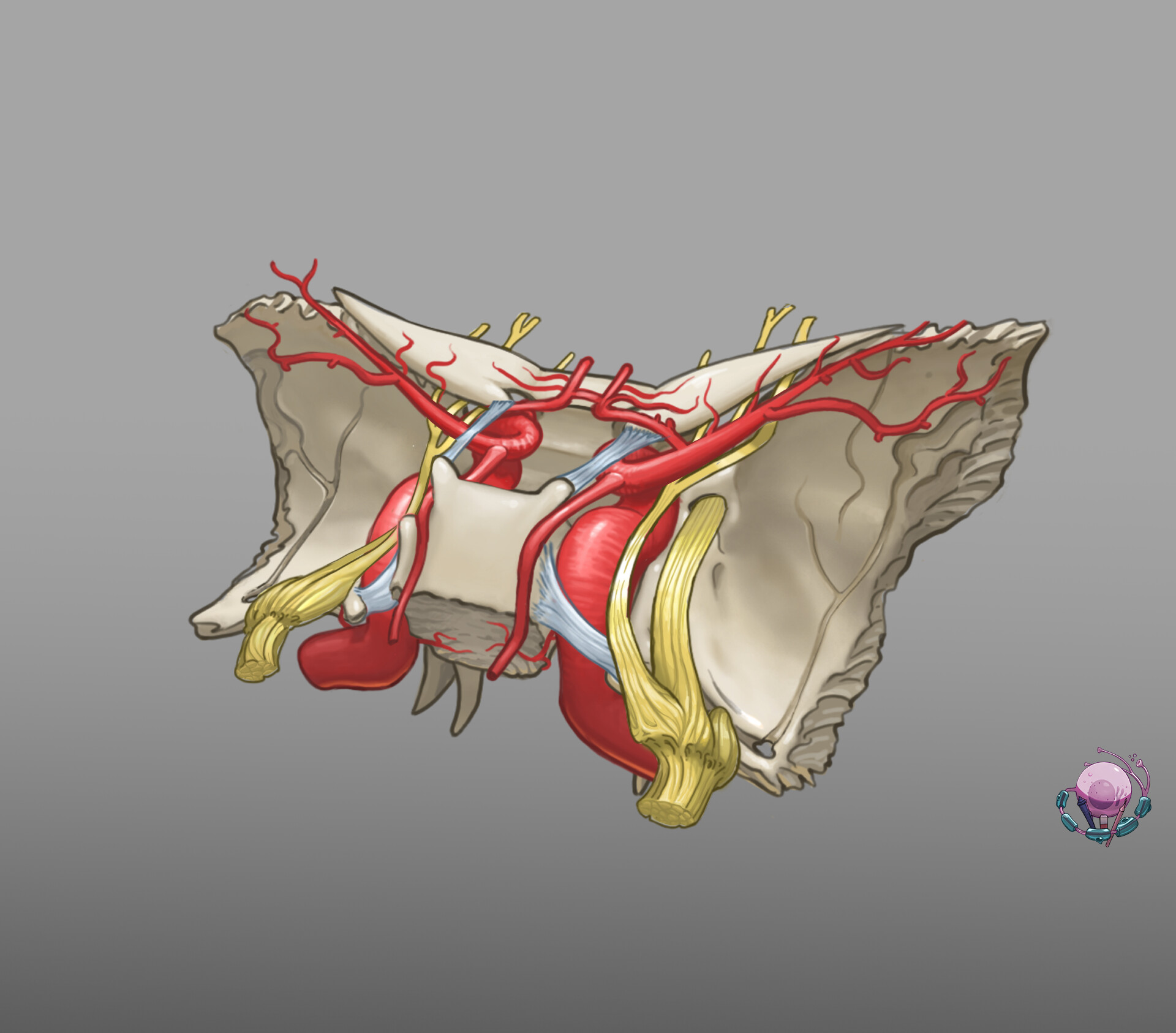 ArtStation - Stylized Sphenoid Bone illustration