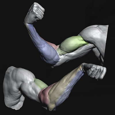 Arm Anatomy Study - Timelapse [Zbrush]
