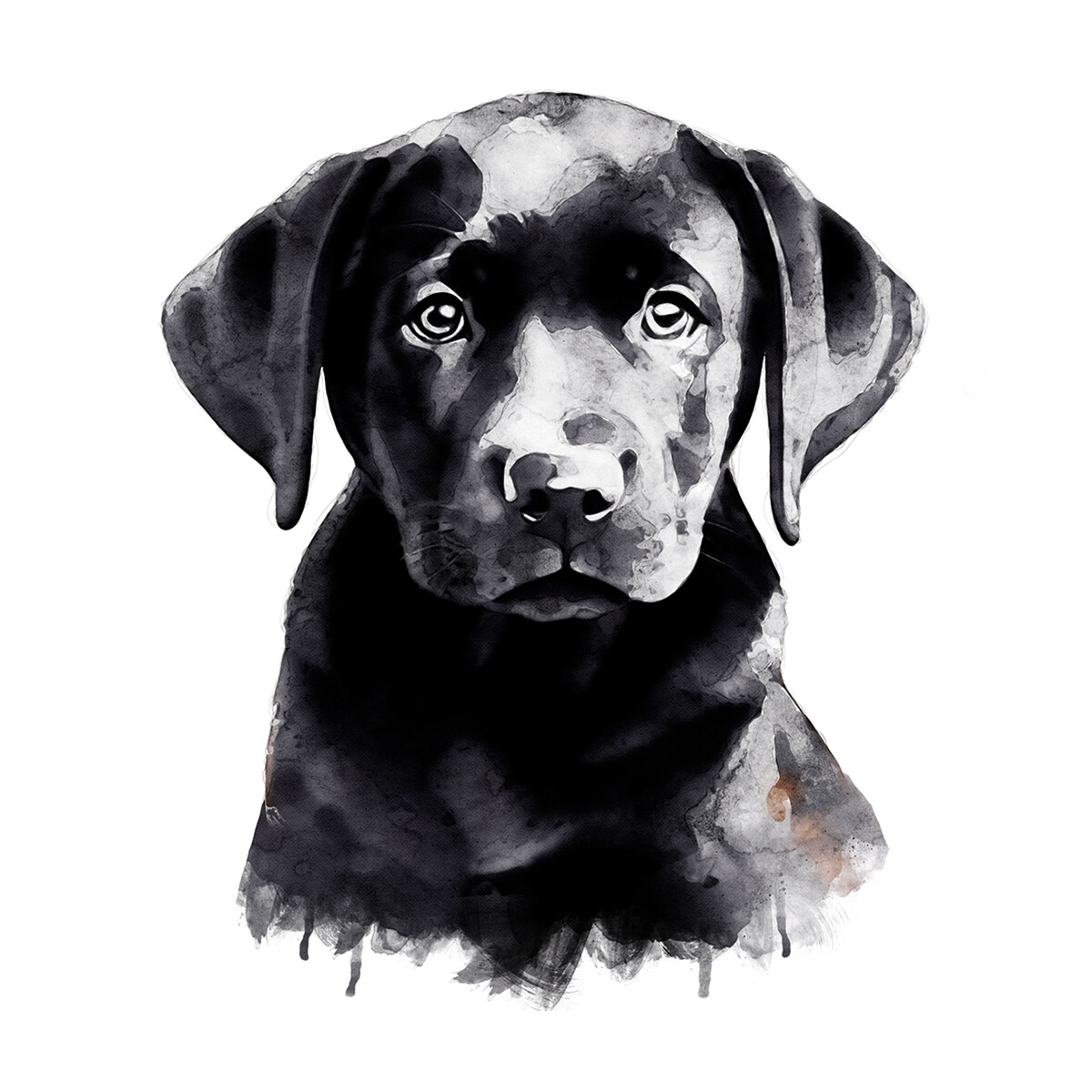 Black and shop white labrador puppies