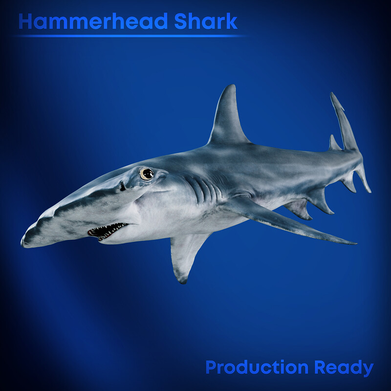 Hammerhead Shark | Production Ready