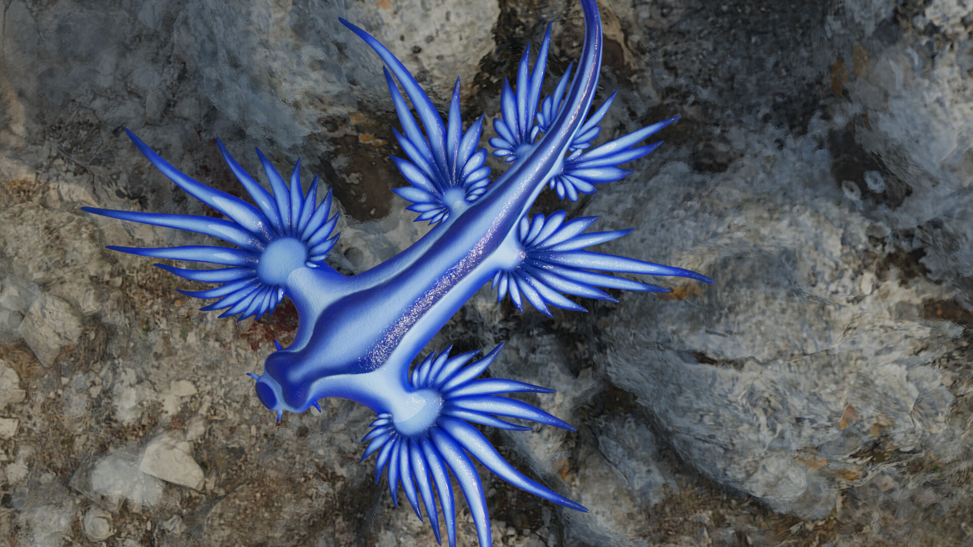 ArtStation - Blue dragon sea slug / Glaucus atlanticus 3d model