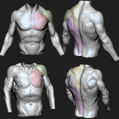 Dynamic Torso Anatomy Studies - Timelapse