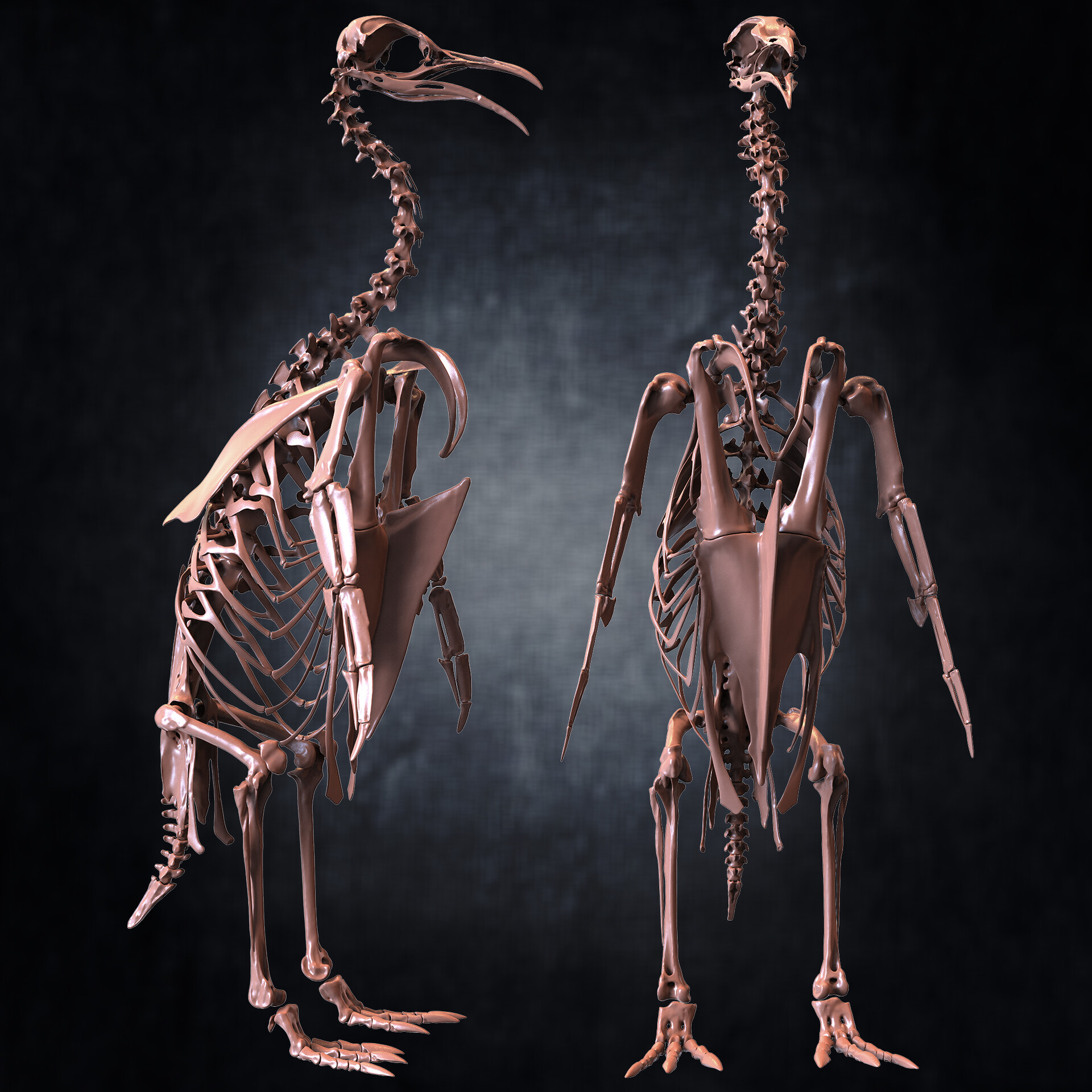 ArtStation - Penguin Skeleton 3D Model