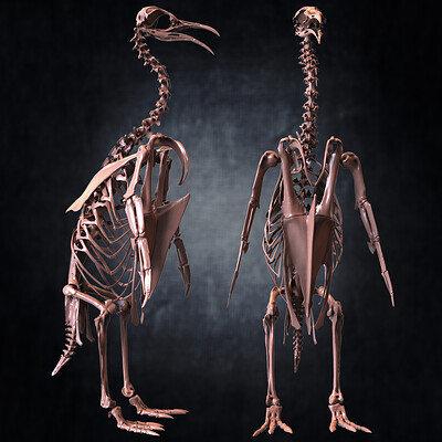 Yacine brinis yacine brinis punguin skeleton 3d model sculpted by yacine brinis set 043