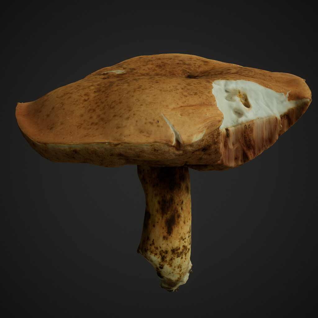 Mushroom Scan