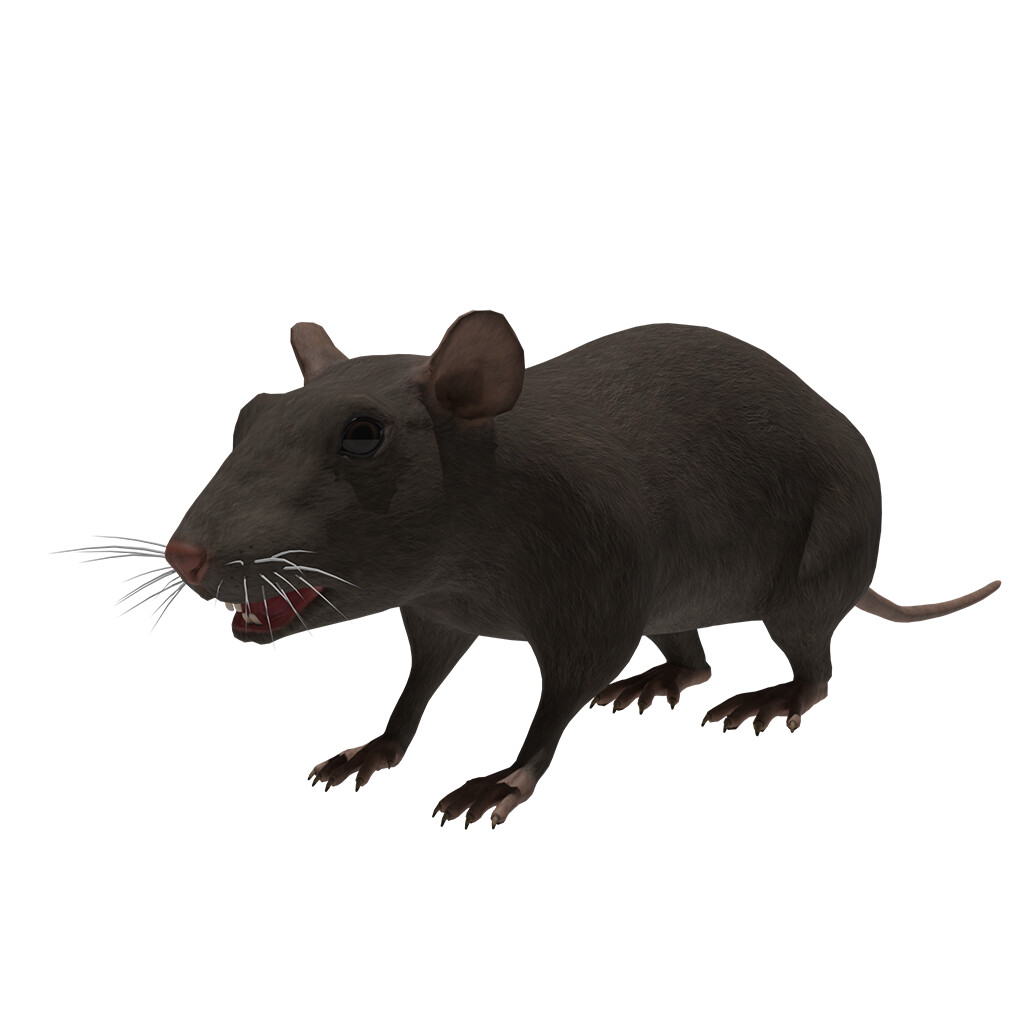 ArtStation - Rat