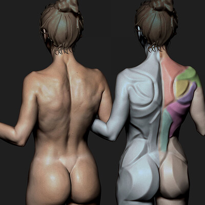 Torso Motion Study - Timelapse [ Zbursh ]