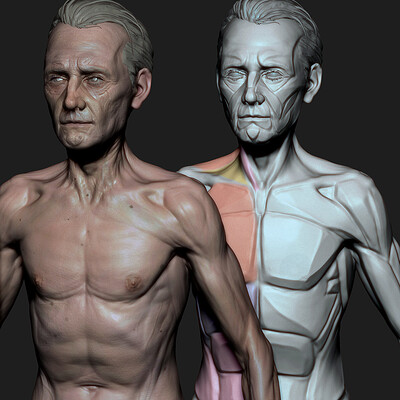 Torso Motion Study - Timelapse [ Zbursh ]