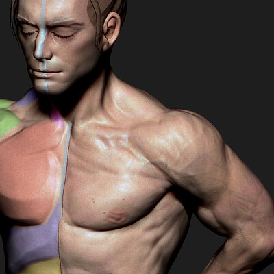 Shoulders Motion Study - Timelapse [ Zbursh ]