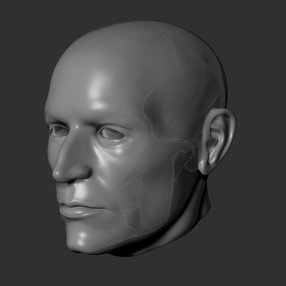 ArtStation - Human Head Anatomy Study