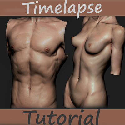 Torso Anatomy Sculpting - Timelapse