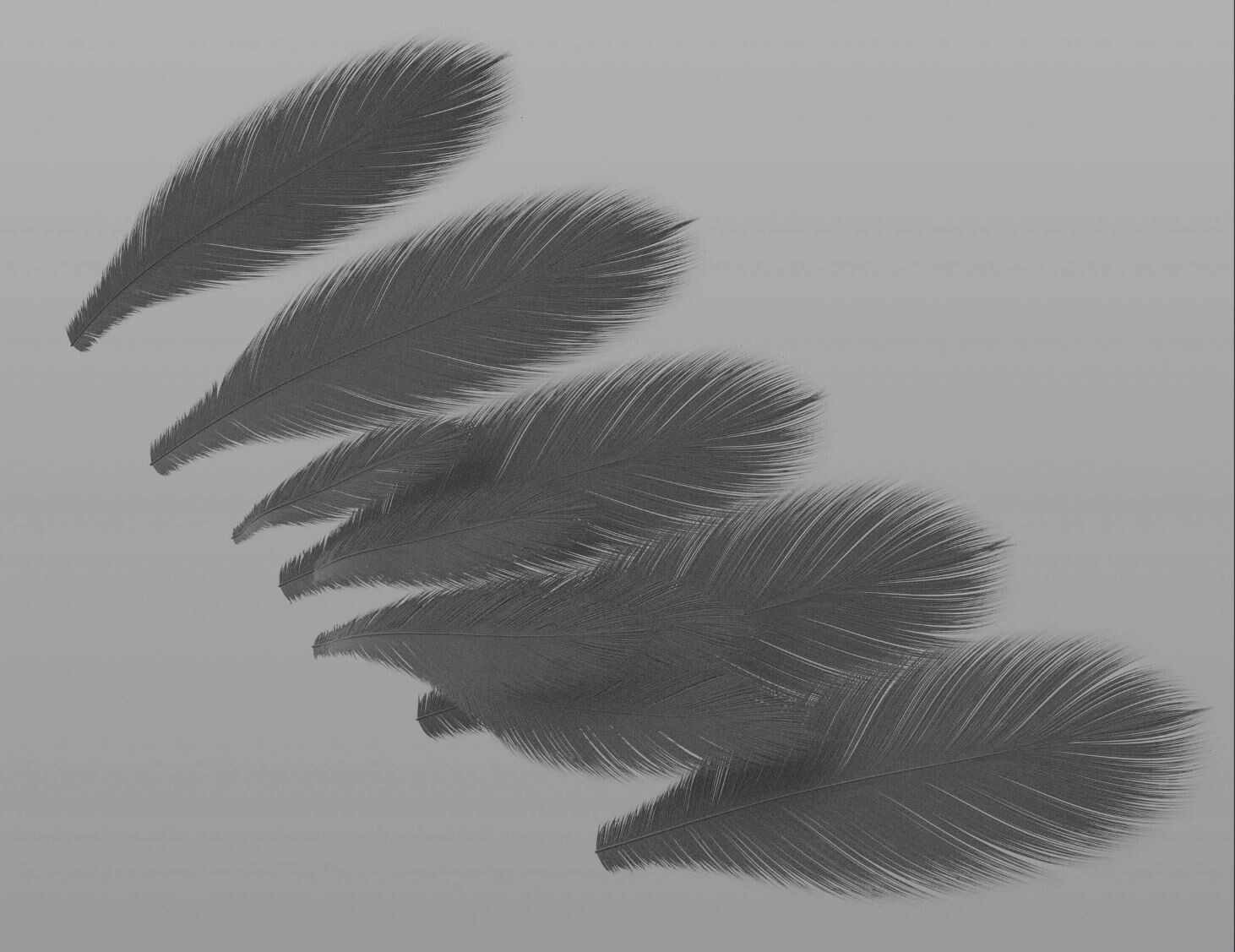 ArtStation - feathers