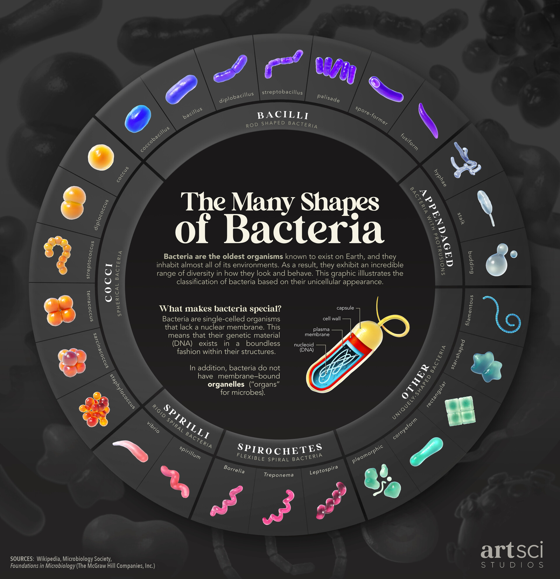 ArtStation - The Many Shapes Of Bacteria