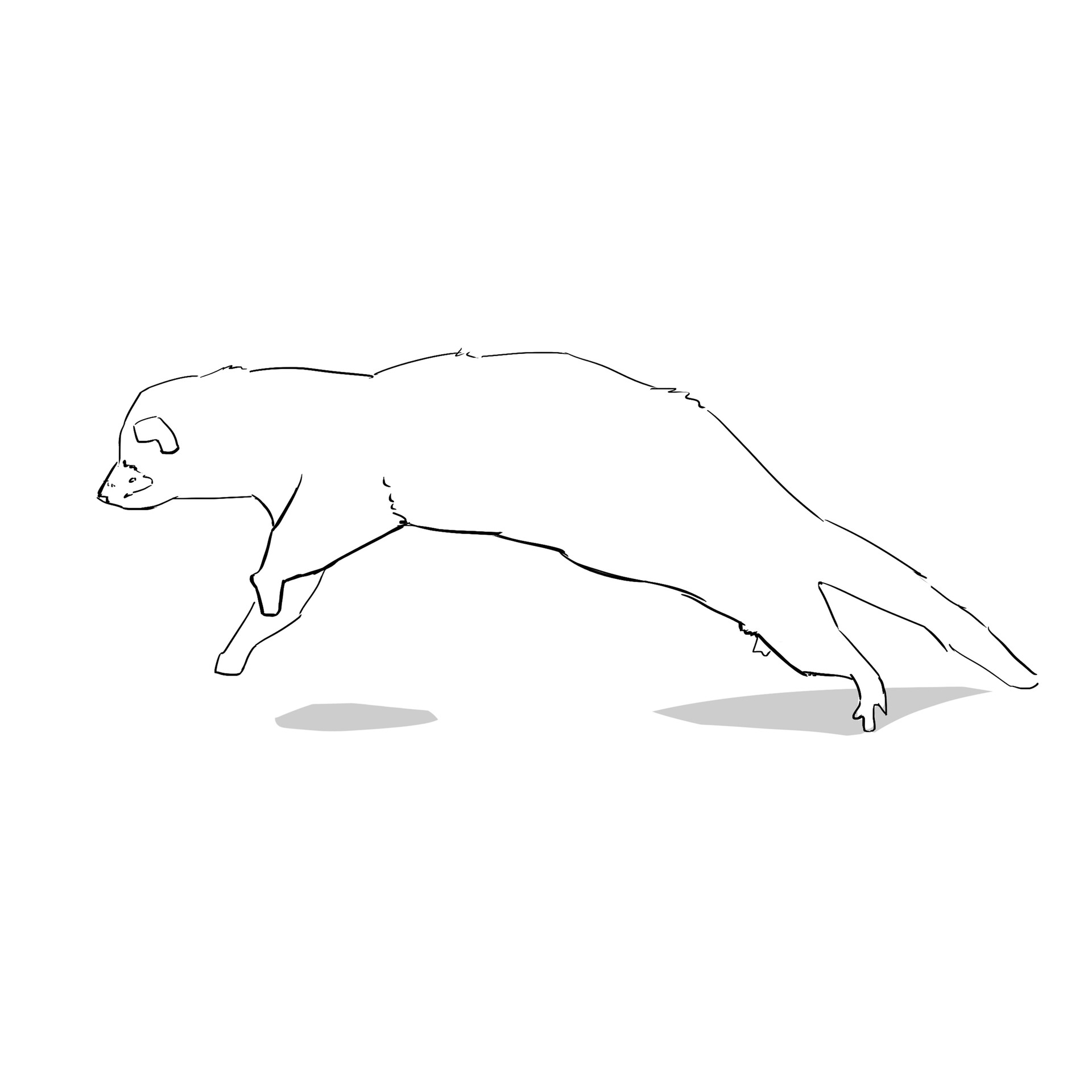 ArtStation - Ferret | Stop Motion Animation Sketch