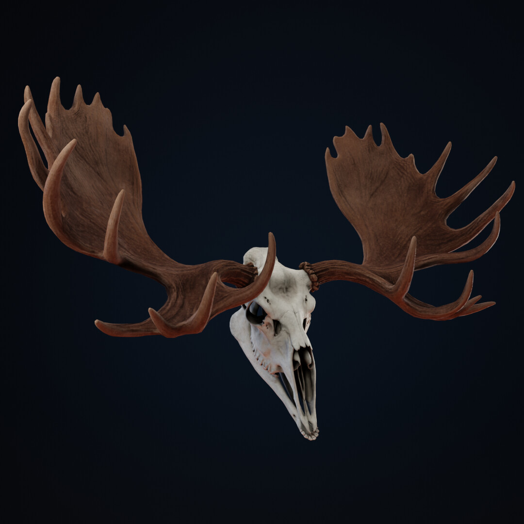 ArtStation - Moose Skull