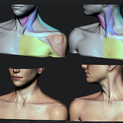 Neck Anatomy and Motion Study - Timelapse[ Zbursh ]