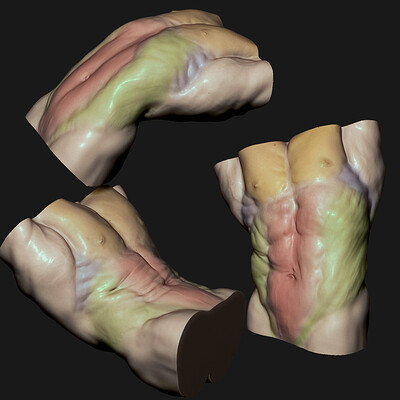 Torso anatomy