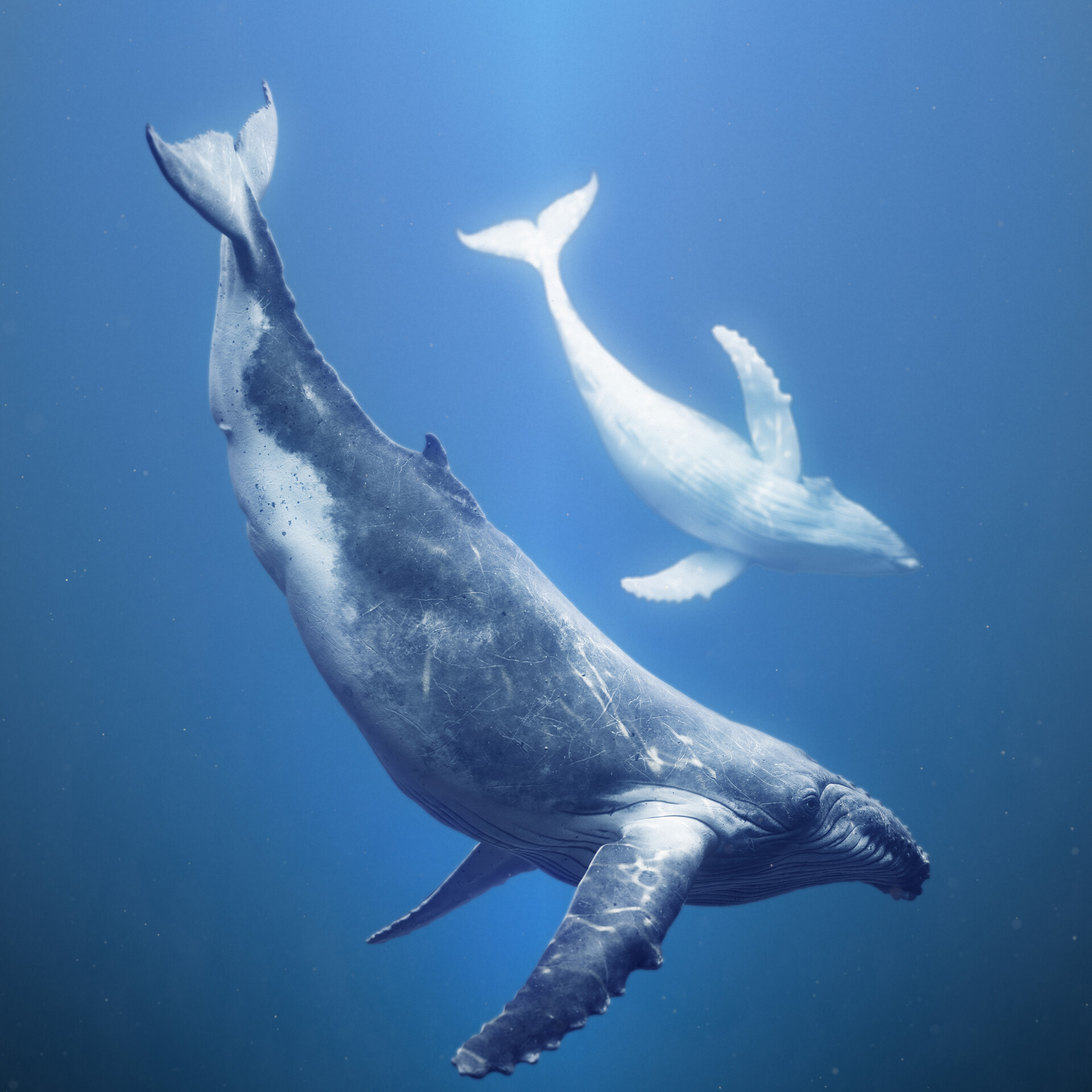 ArtStation - Humpback Whale