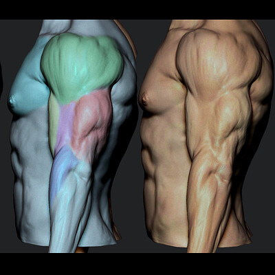 Triceps Motion study - Timelapse [Zbrush]