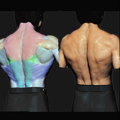 Back Anatomy Animation - Timelapse [Zbrush]