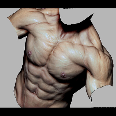 Chest Anatomy and Motion Study - Zbrush