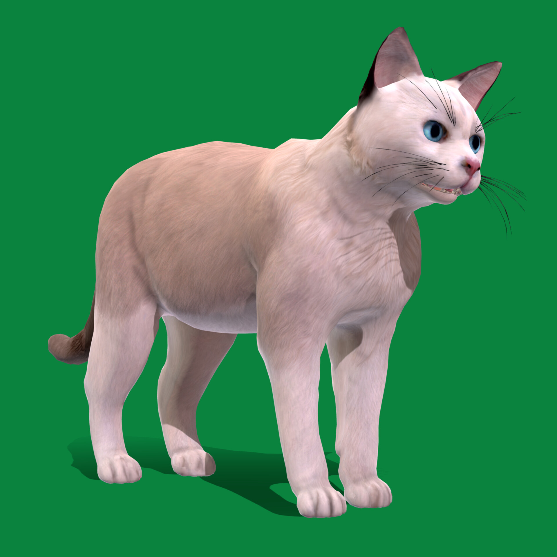 ArtStation - American Shorthair Domestic White Cat