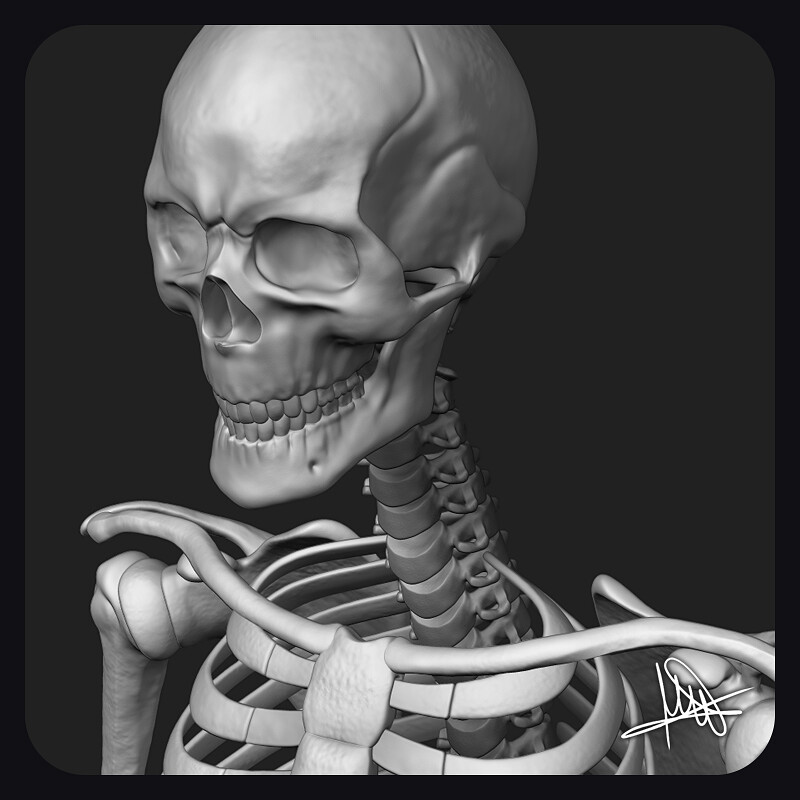 Human Anatomy Study ~ Skeleton