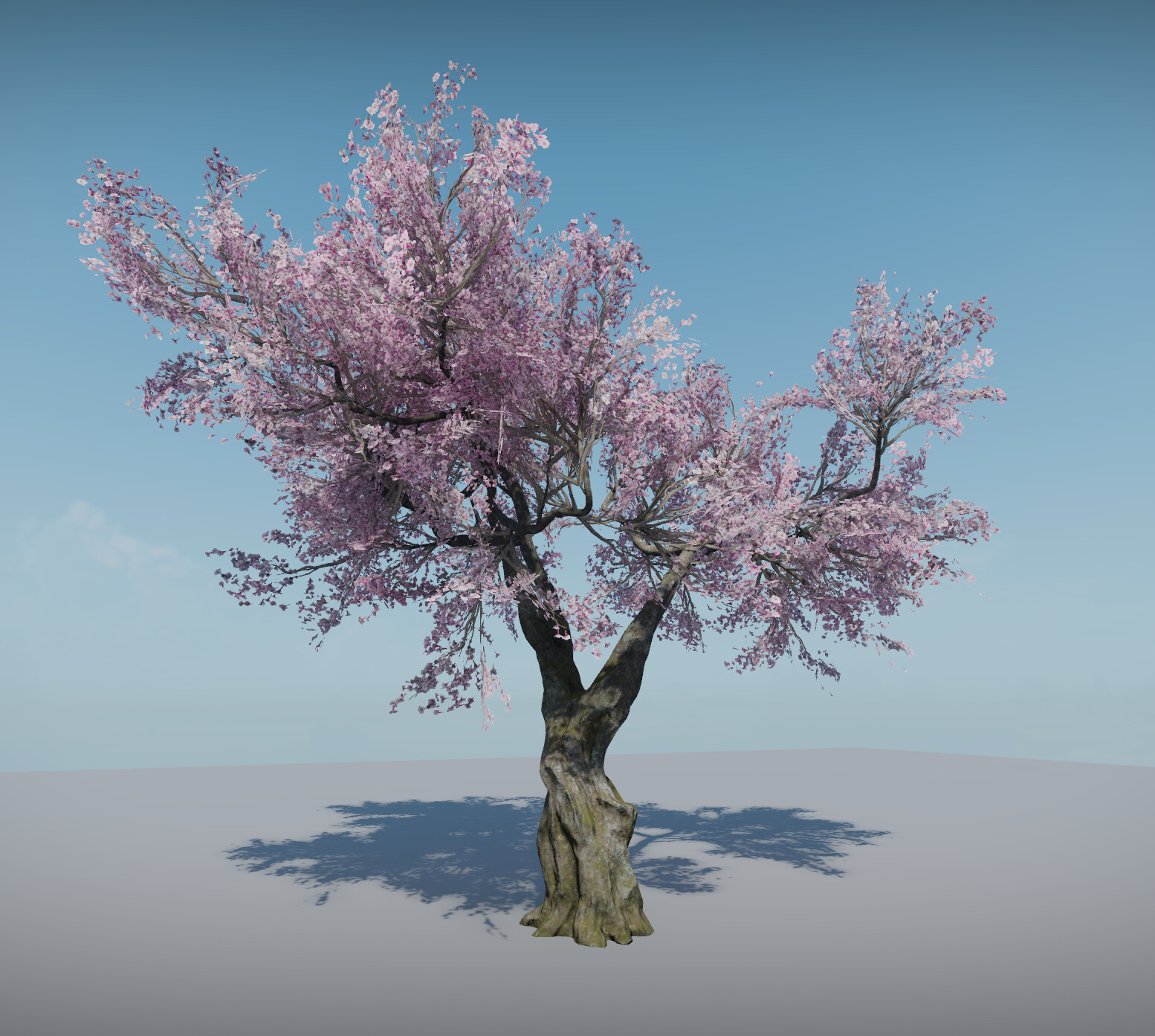 Cherry Blossom Tree